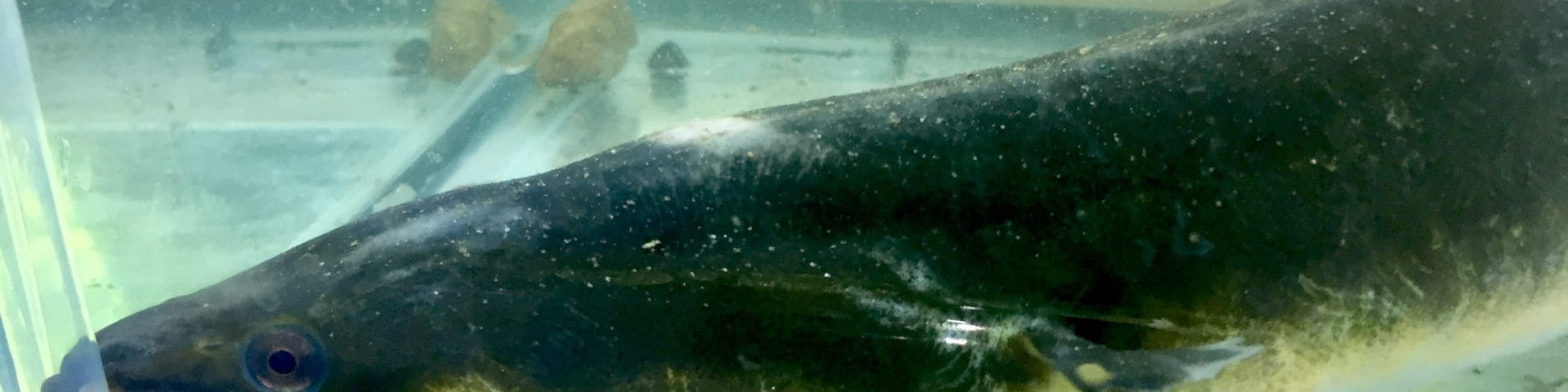eel