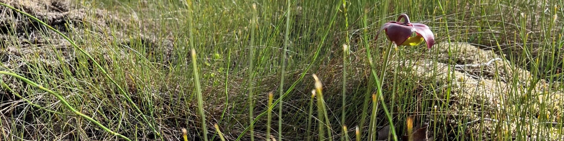 pitcher plant among grasses