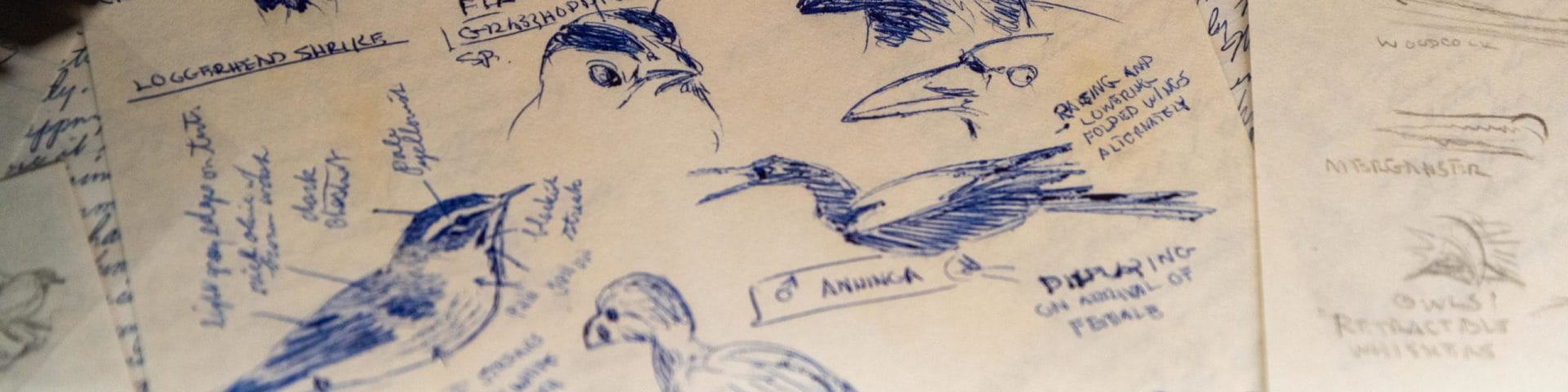 sketches of birds on paper