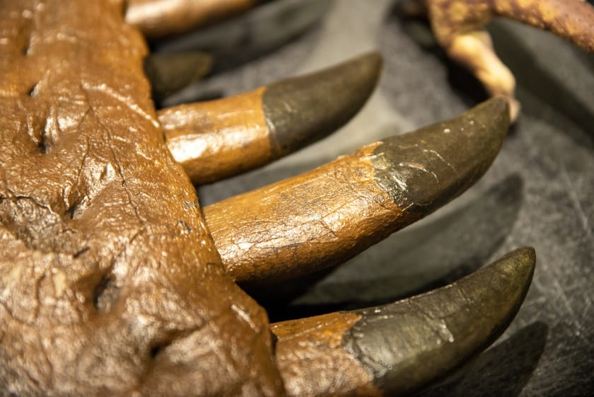 close-up of fossil tooth