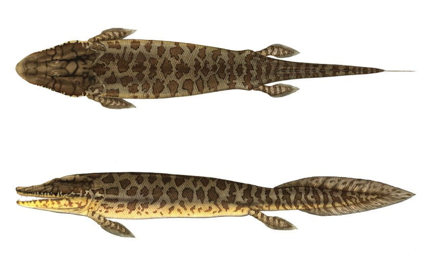 tiktaalik roseae ancient fish