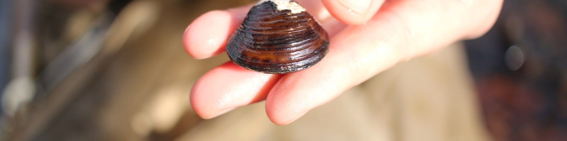 small clam in hand