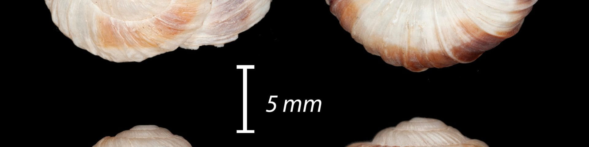 four small shells on black background