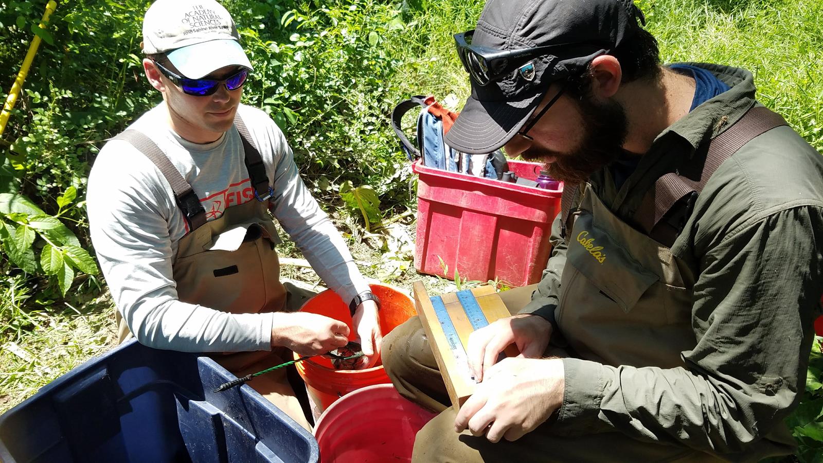 scientists looking at fish next to buckets