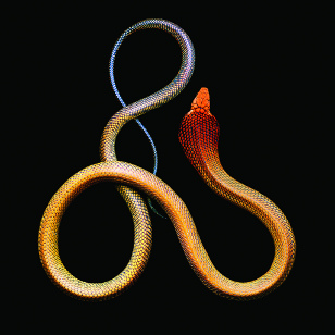 King Cobra by Mark Laita