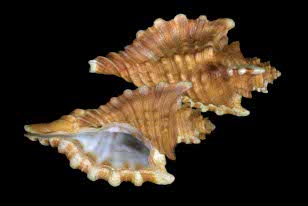 Shells