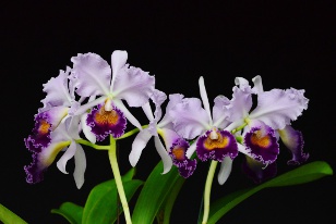 Orchids