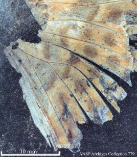 ANSP Collections 779 Wing Fragment
