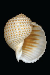 Shell Show
