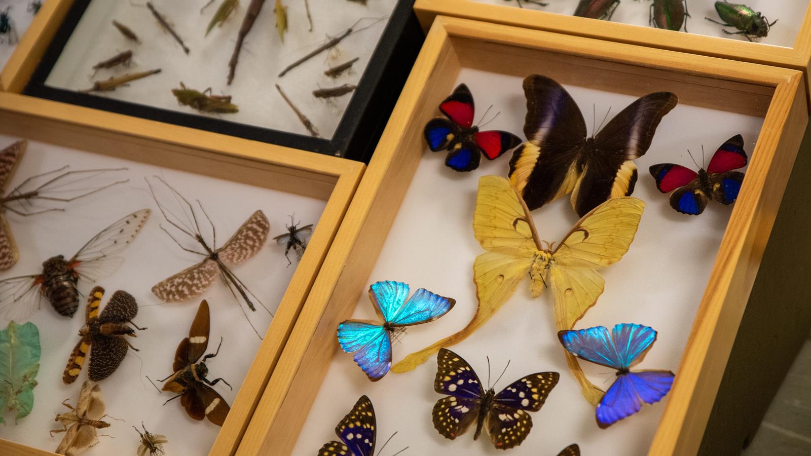 Several pinned insects in a case at the Academy of Natural Sciences' Bugfest Festival.