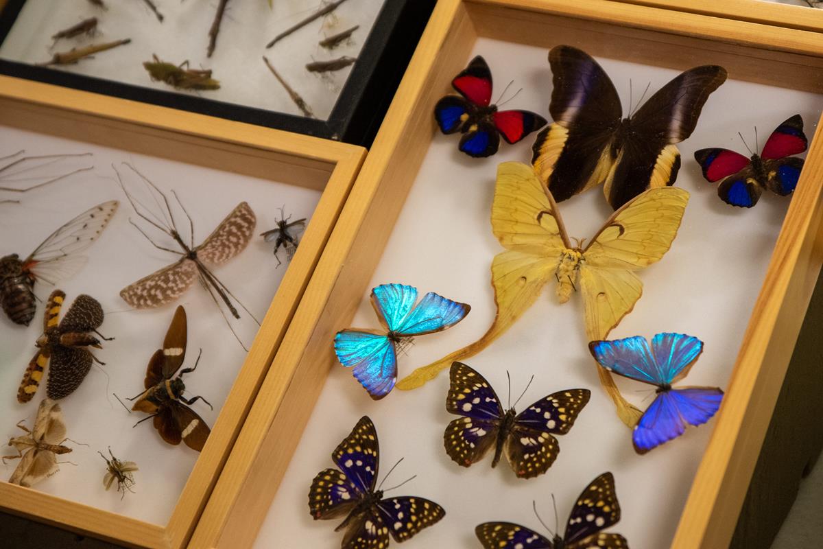 Several pinned insects in a case at the Academy of Natural Sciences' Bugfest Festival.