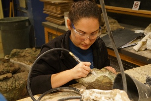 Dino Prep Lab