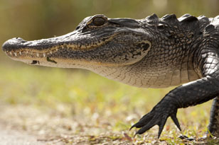 American Alligator walking