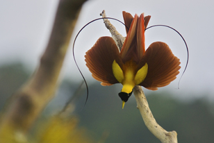 birdsofparadise308x206