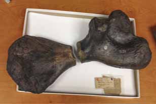 two-part turtle fossil