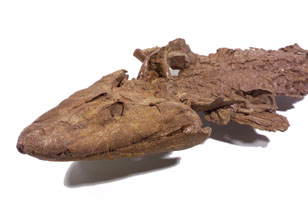 Tiktaalik roseae 