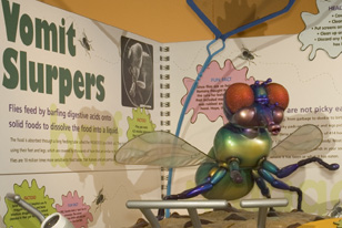 giant fly