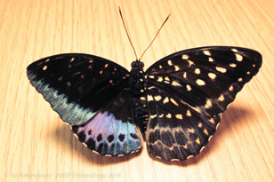 Live Gynandromorph