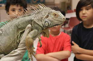 iguana and boys. By Mike Servedio/ANS