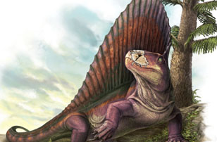 Dimetron illustration by Danielle Dufault/Royal Ontario Museum