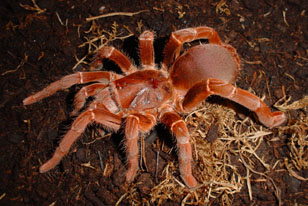 crawshay tarantula