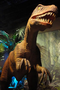 T rex in Dinosaurs Unearthed. Photo by Lauren Duguid/ANS