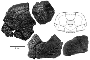 B. rex fossil bones