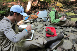 field crew monitoring macroinvertebrates in a Pennsylvania stream