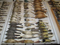 rows of bird specimens