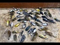 large group of dead birds