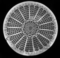 diatom black and white