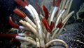 Giant riftia tube worms
