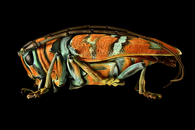 Jewel Longhorn Beetle, Nigeria Credit: © Levon Biss