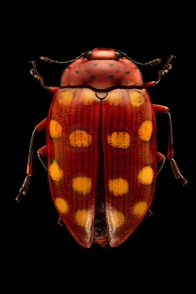 Pleasing Fungus Beetle, Bolivia Credit: © Levon Biss