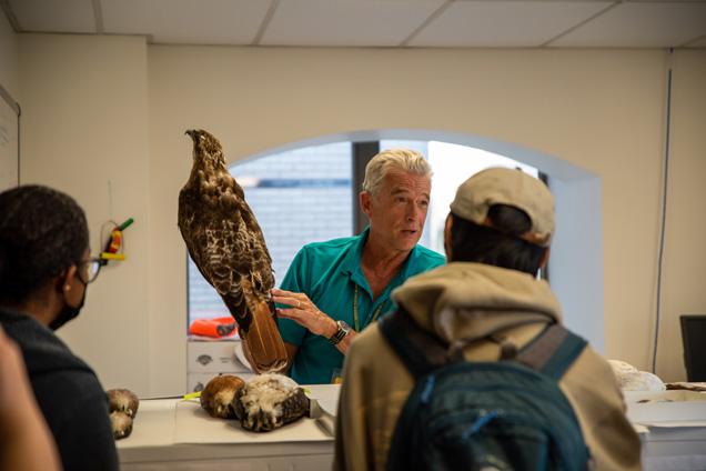 An Academy scientist shows a hawk to a group of a visitors.