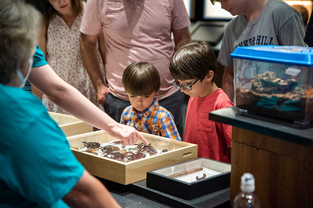 Two children look at pinned beetle specimens in a box.