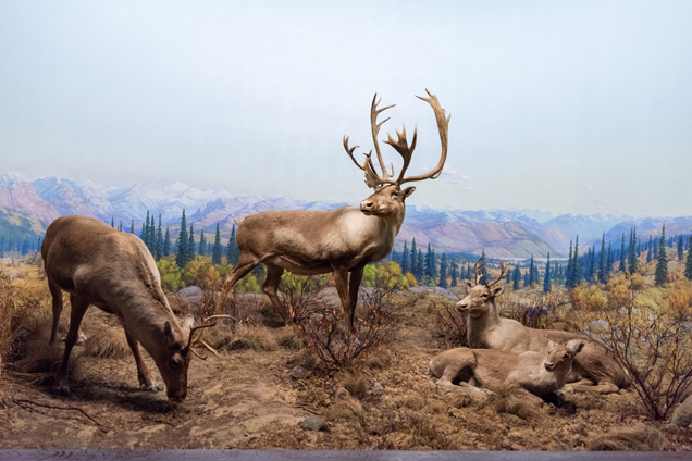 A photo to the caribou diorama
