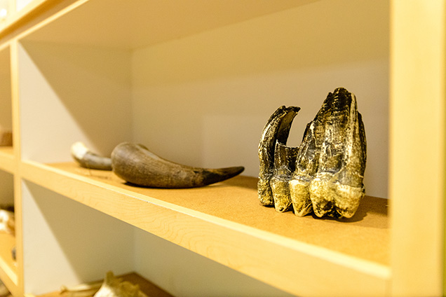 A mammoth tooth and a pronghorn horn sitting on a shelf
