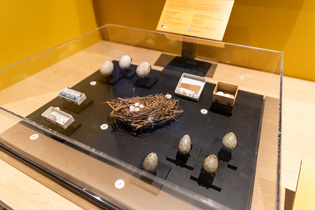 special birds eggs