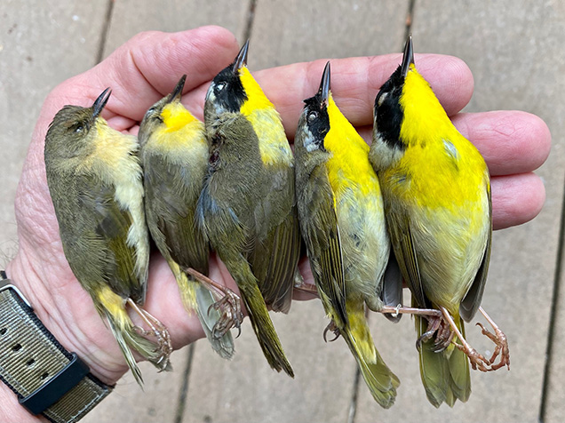 Dead migratory Philly birds in hand