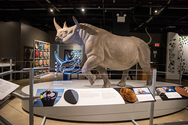 A statue of a black rhinoceros in the SKIN exhibit.