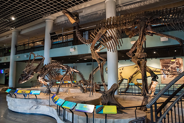 Two dinosaur skeletons in Dinosaur Hall, Chasmosaurus belli, and Corythosaurus casuarius