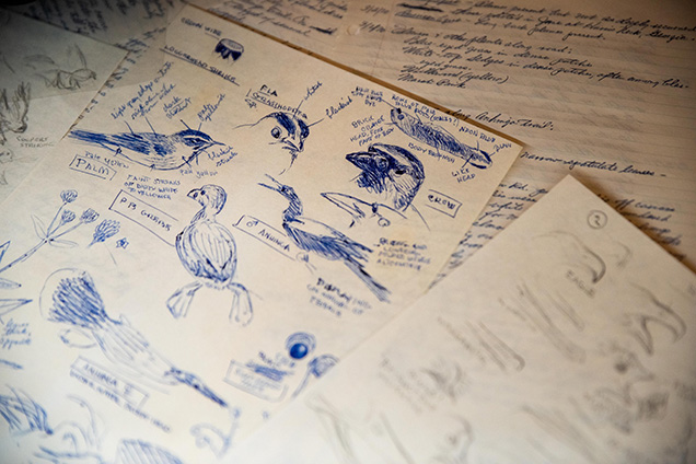 Sketches of Birds in blue ink, by Ned Smith.