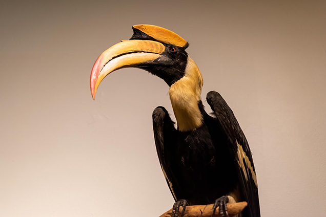 A taxidermy great Indian Hornbill.