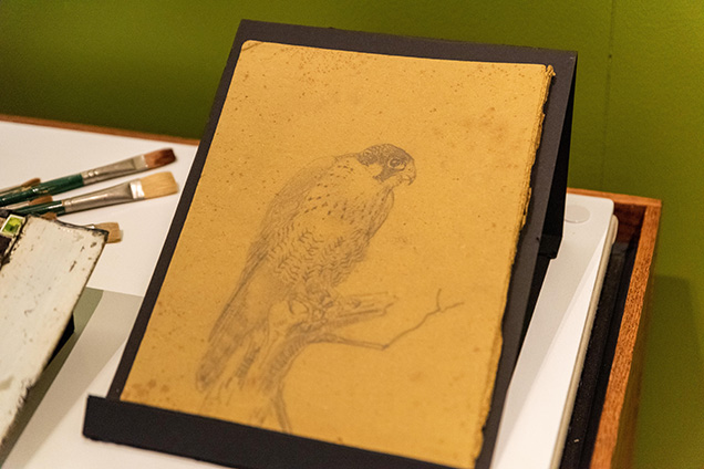 Drawing of a Peregrine Falcon by Louis Agassiz Fuertes