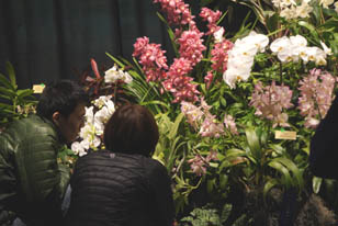 orchid show