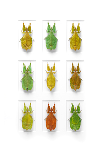 leaf insects, copyright Christopher Marley