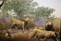 lion diorama. Photo by Mike Servedio/ANS