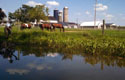 Horse farm at stream. Photo by ANS