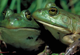2 green bullfrogs by Chad Peeling's Reptiland